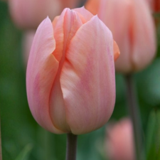 Tulip Apricot Beauty - Flowerbulbsrus.com