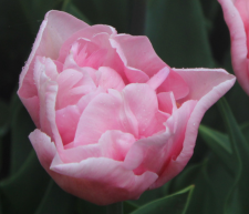 Tulip Mariage - Flowerbulbsrus.com