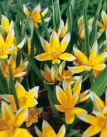 Tulip Dasystemon Tarda - Flowerbulbsrus.com