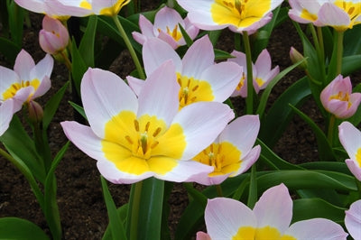 Tulip bakeri Lilac Wonder 20 per package - Flowerbulbsrus.com