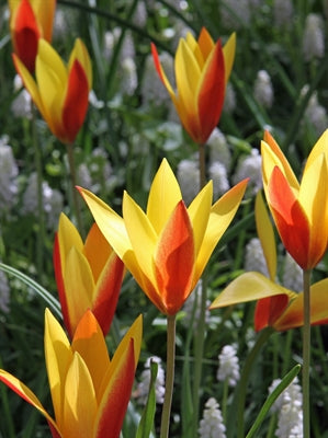 Tulip Chrysantha Tubergen's Gem 20 per package - Flowerbulbsrus.com