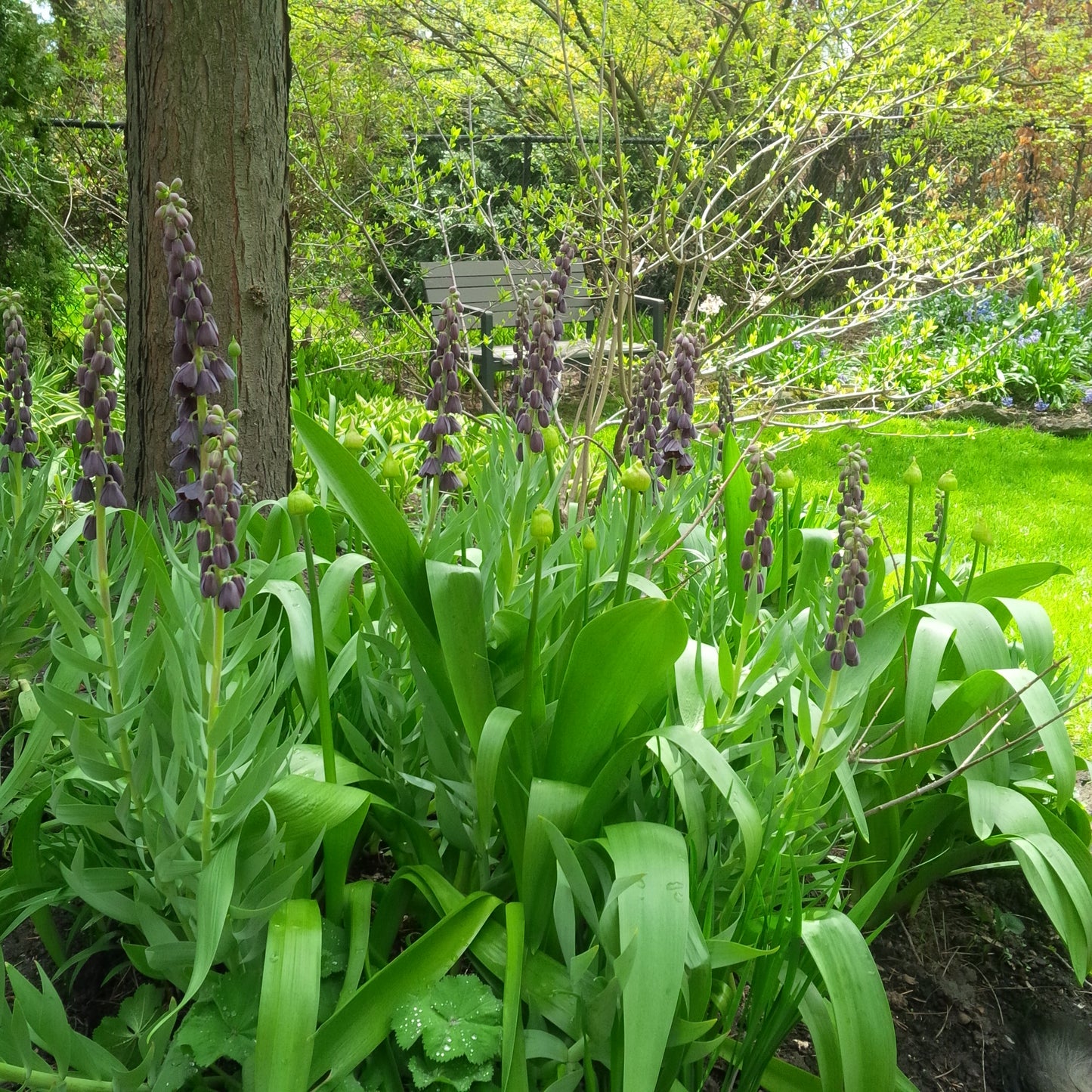Fritillaria Persica Twin Towers Tribute 3 bulbs per package - Flowerbulbsrus.com