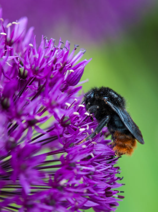 Allium Purple Sensation 25 per package - Flowerbulbsrus.com