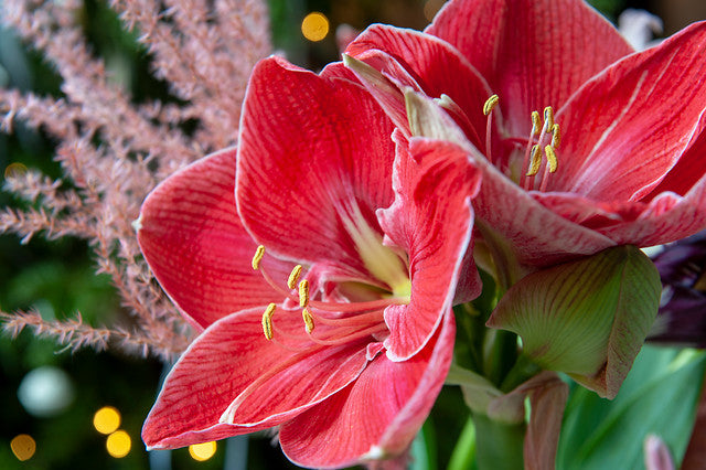 Amaryllis Magical Touch 1 per package