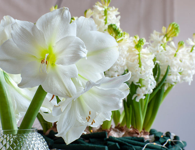 Amaryllis Moscow 1 per package - Flowerbulbsrus.com