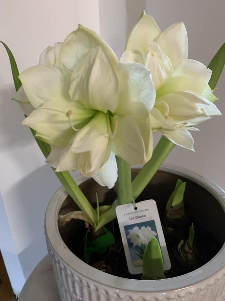 Amaryllis Ice Queen 1 per package - Flowerbulbsrus.com