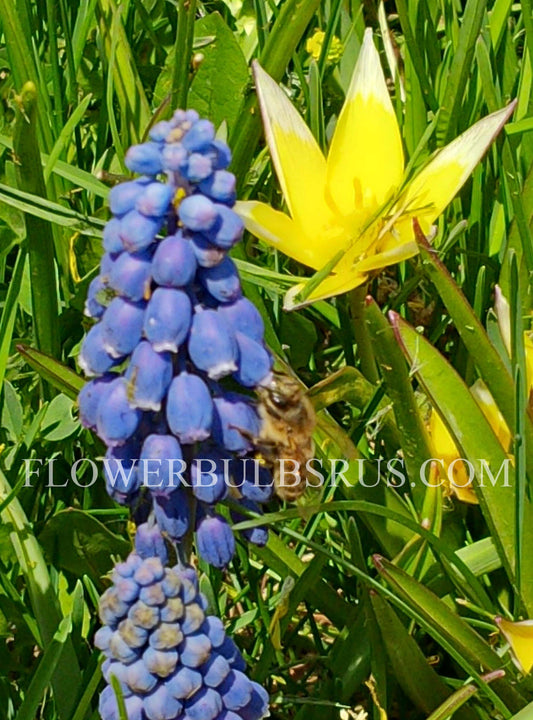 Muscari Armeniacum 50 per package - Flowerbulbsrus.com