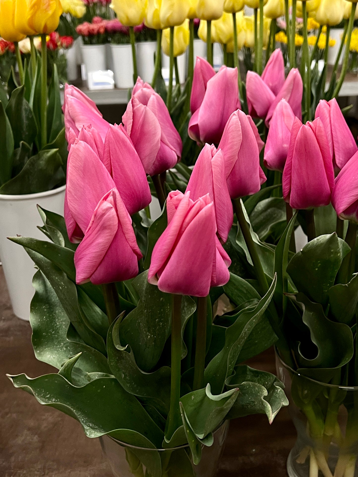 Tulip Big Love- NEW 20 per package - Flowerbulbsrus.com