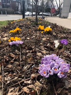 Crocus Pickwick -Large flowering 25 per package - Flowerbulbsrus.com