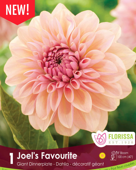 Dahlia Joel's Favourite - NEW - Flowerbulbsrus.com