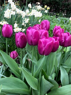 Tulip Deep Purple Rock - Flowerbulbsrus.com