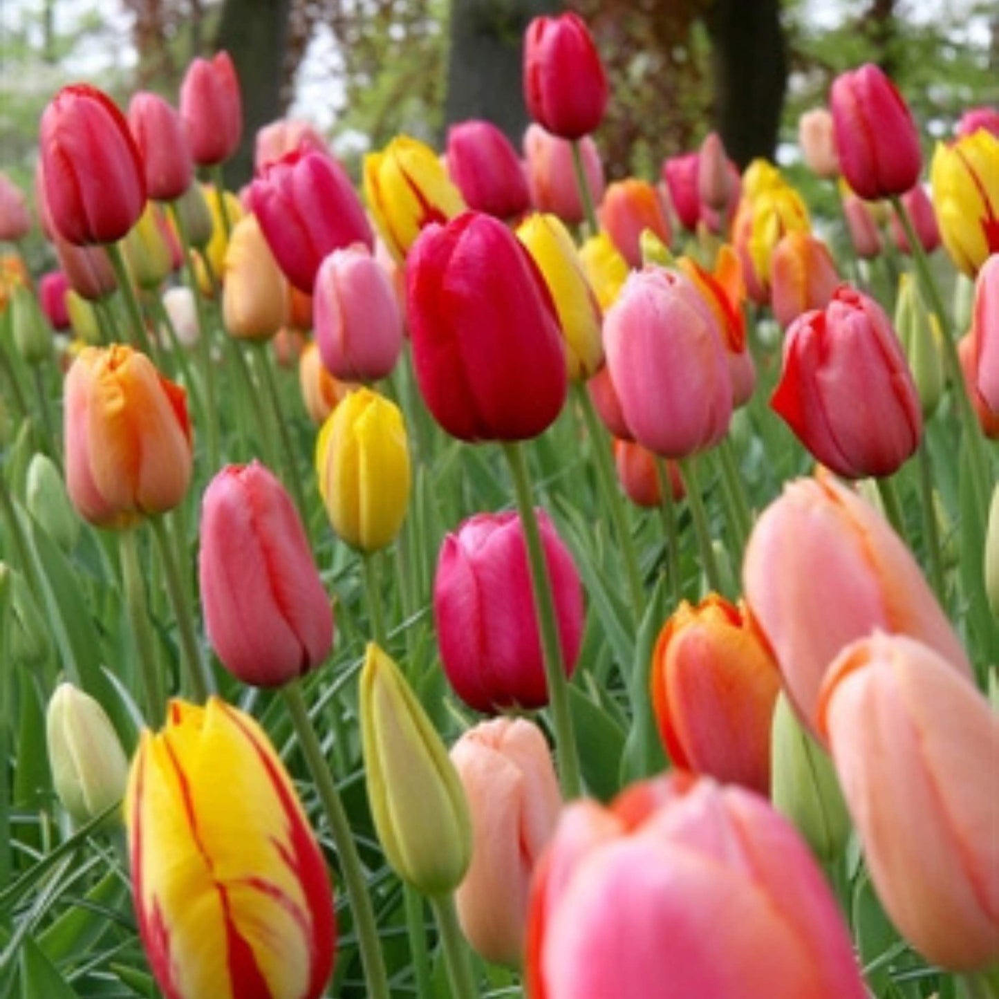 Fiesta Tulip Mix - Flowerbulbsrus.com