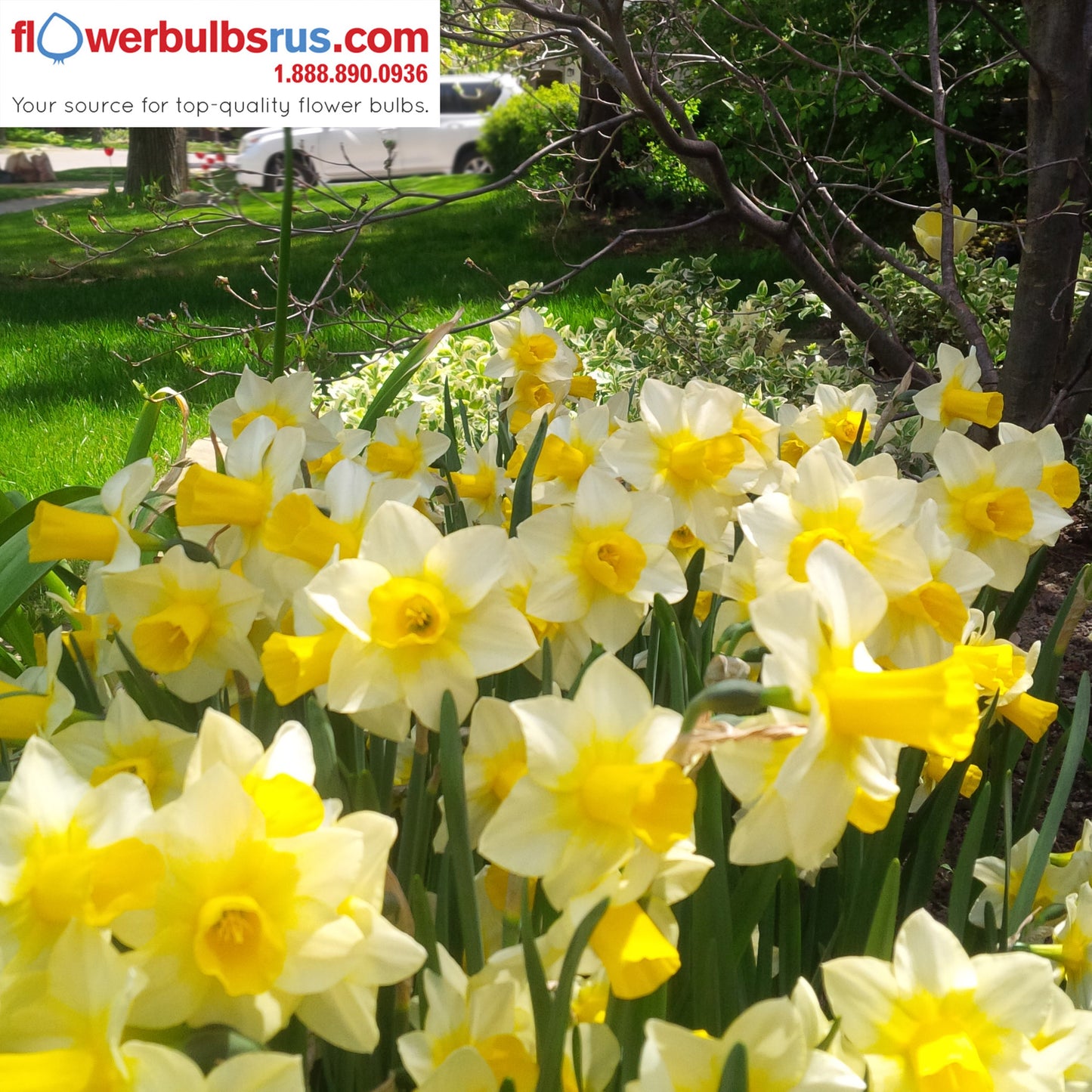 Narcissus Golden Echo 25 per package - Flowerbulbsrus.com