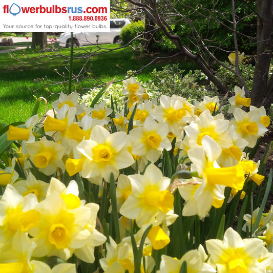 Narcissus Golden Echo 25 per package - Flowerbulbsrus.com