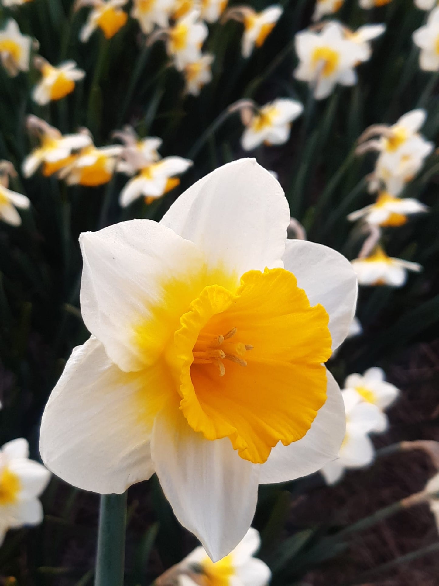 Narcissus Gunshot - Flowerbulbsrus.com