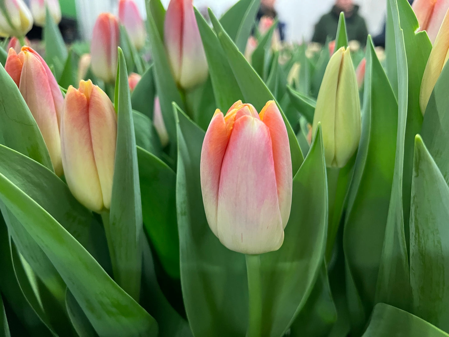 Tulip Kunyun- NEW 20 per package - Flowerbulbsrus.com