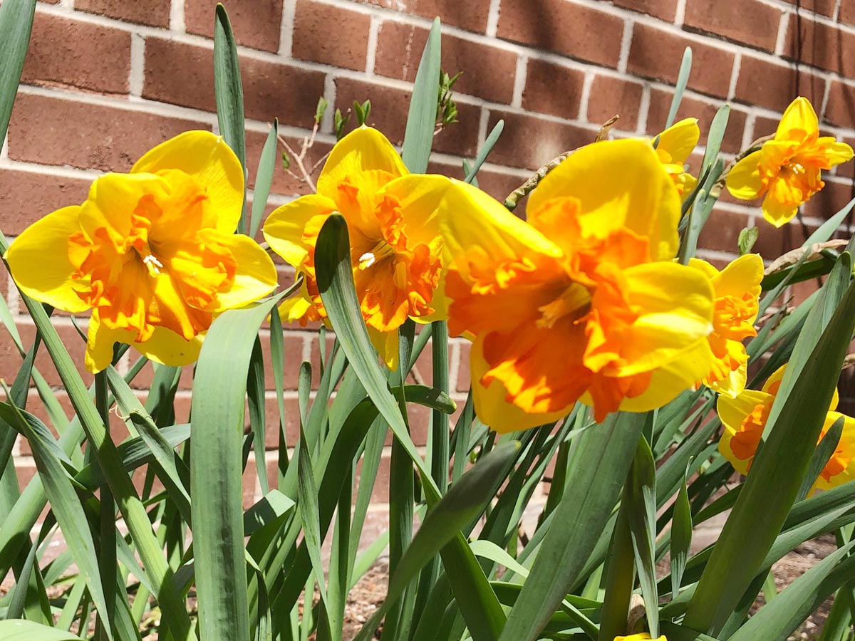 Narcissus Congress 10 per package