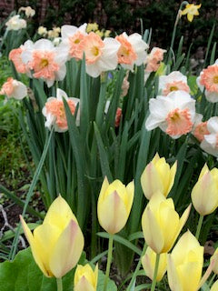 Narcissus Precocious-NEW 10 per package - Flowerbulbsrus.com