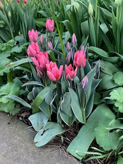 Tulip Pretty Princess 20 per package - Flowerbulbsrus.com
