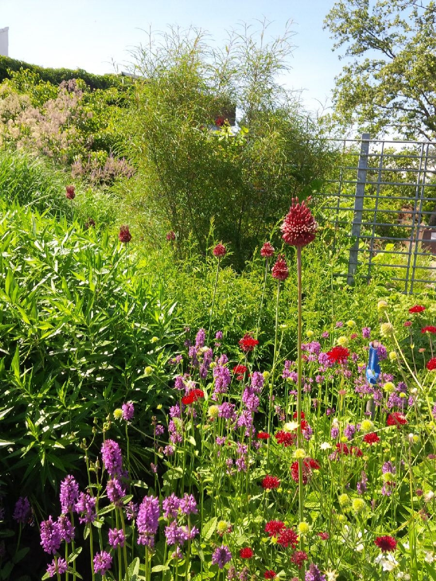 Allium Red Mohican 10 per package - Flowerbulbsrus.com