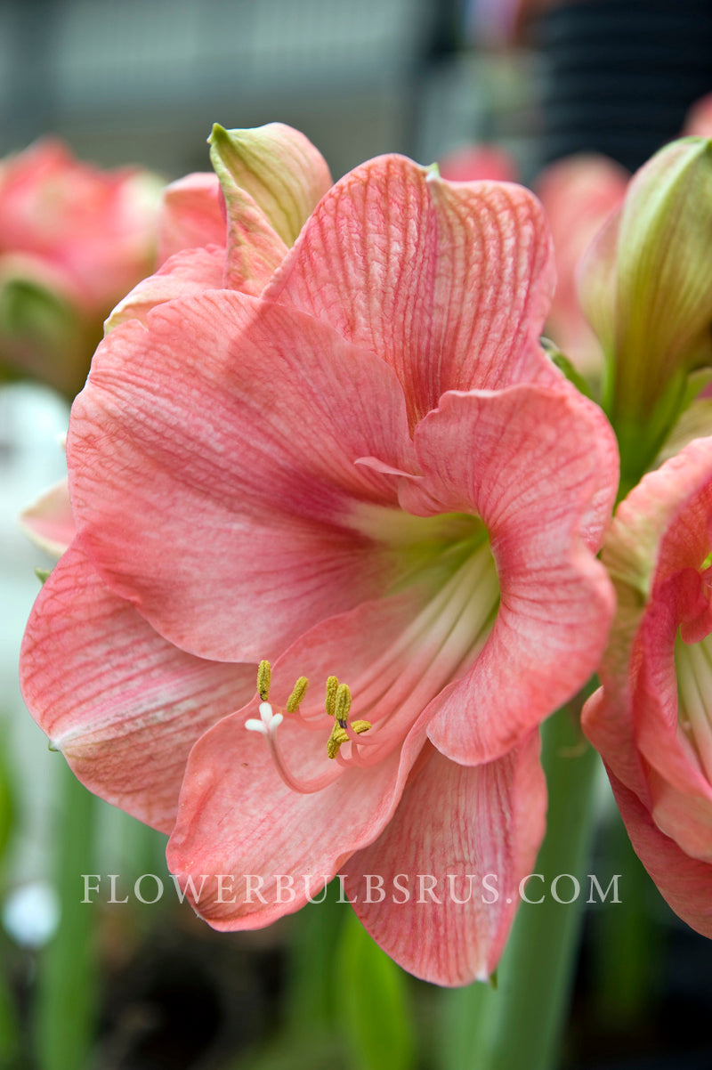 Amaryllis Rosalie 1 per package - Flowerbulbsrus.com
