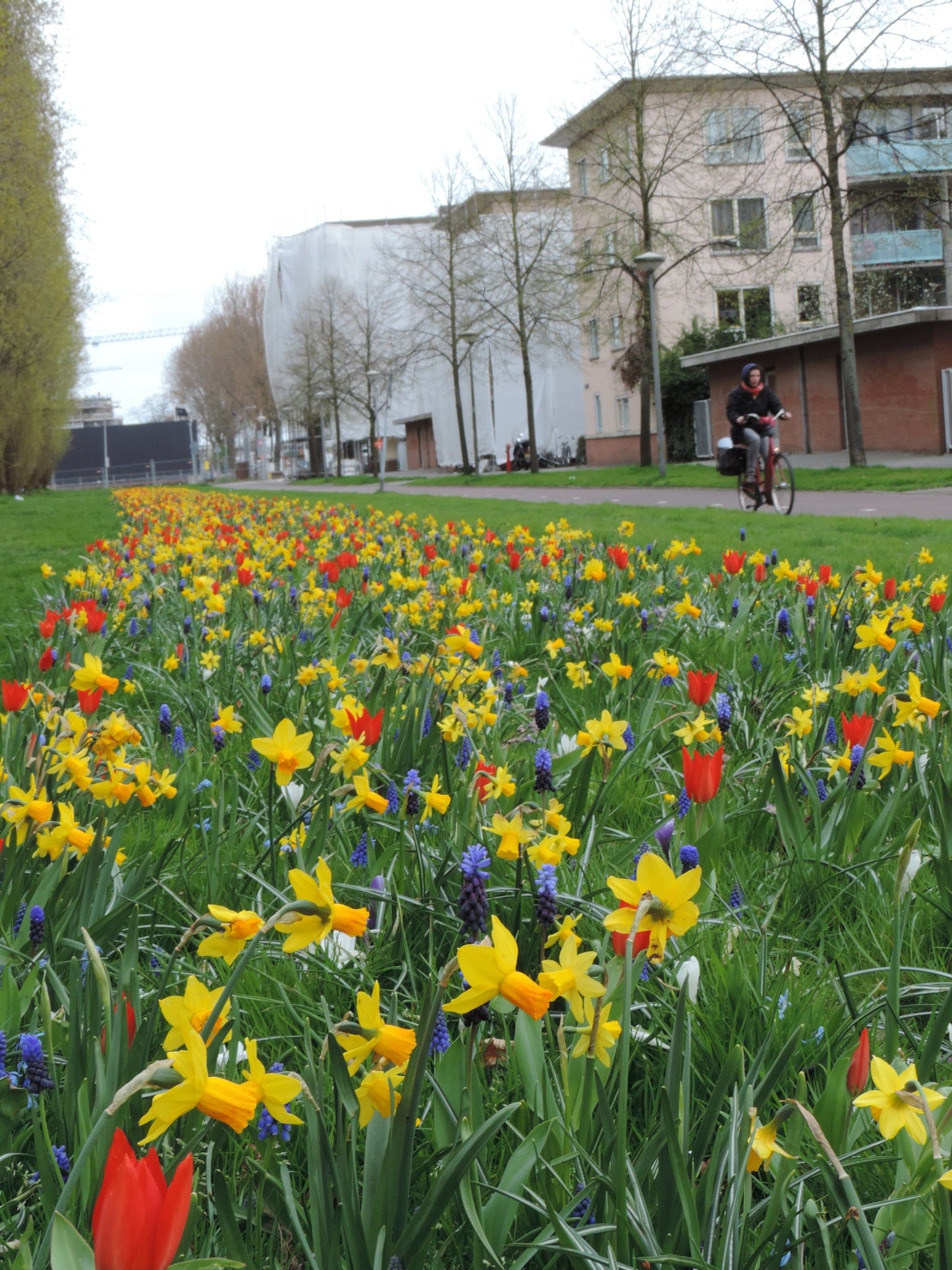 Narcissus Tete a Tete 25 per package - Flowerbulbsrus.com
