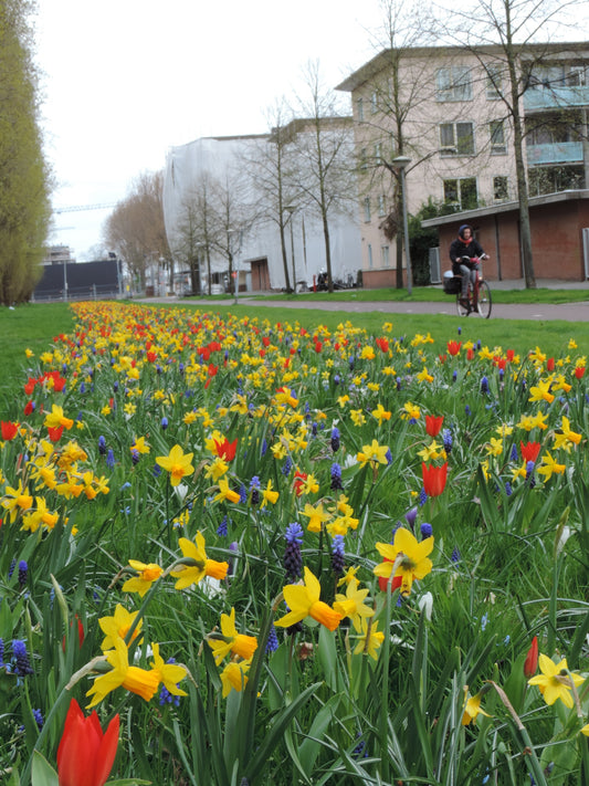 Narcissus Tete a Tete 25 per package - Flowerbulbsrus.com