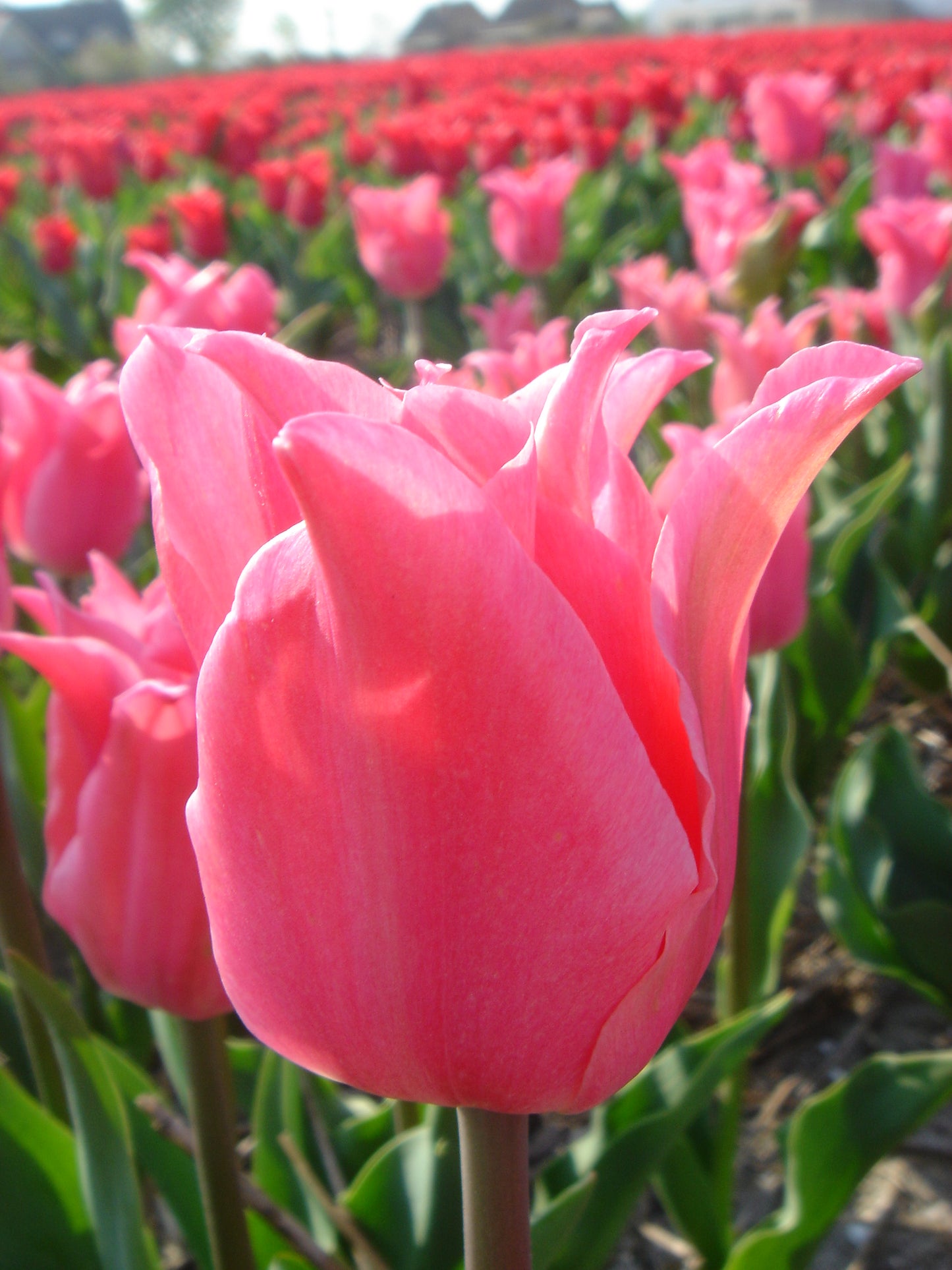 Tulip Pretty Love- NEW 20 per package - Flowerbulbsrus.com