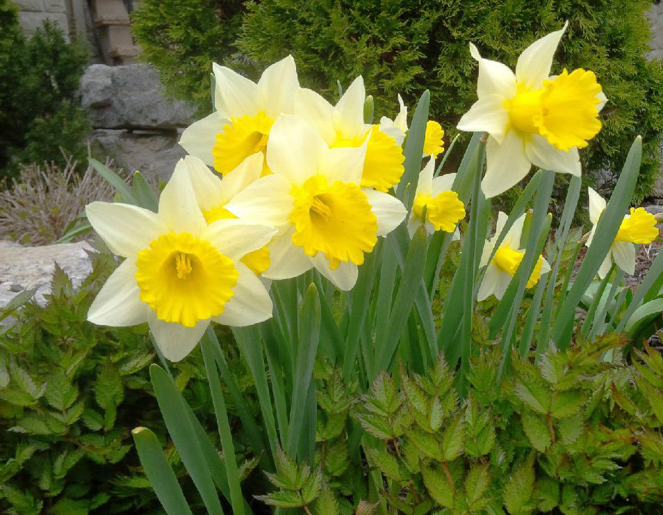 Narcissus Goblet 10 per package - Flowerbulbsrus.com