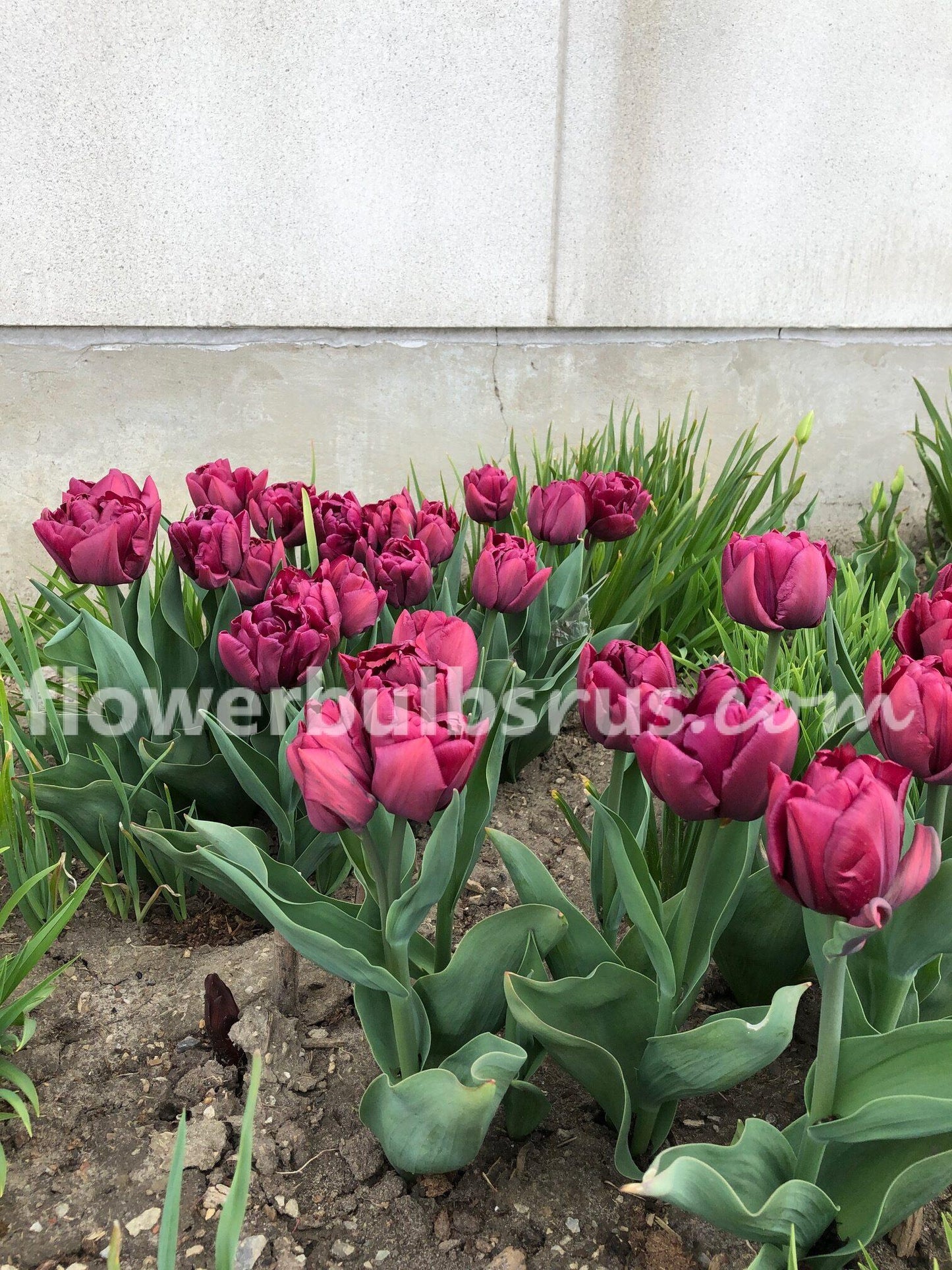Tulip Alison Bradley 20 per package - Flowerbulbsrus.com