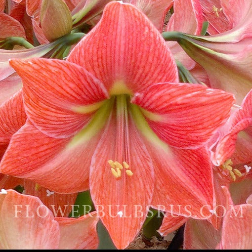 amaryllis, flower bulbs