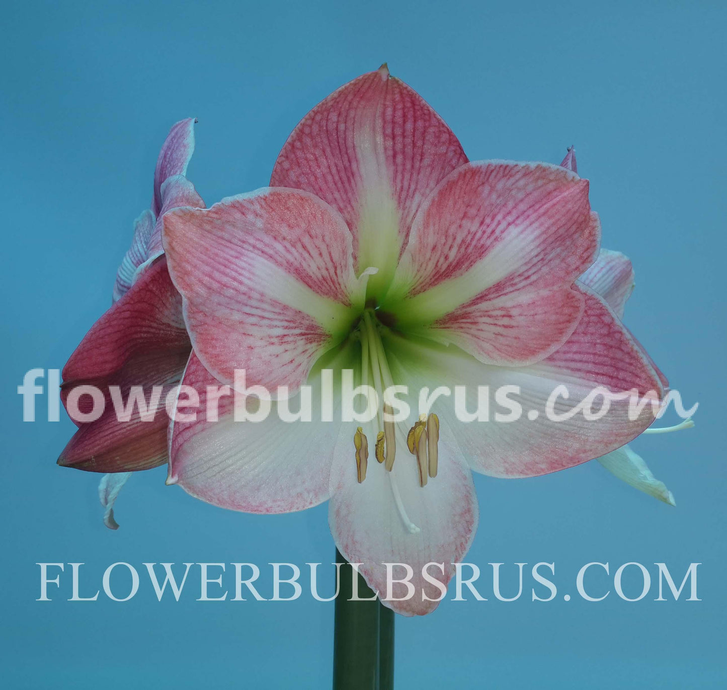 Amaryllis Apple Blossom 1 per package - Flowerbulbsrus.com