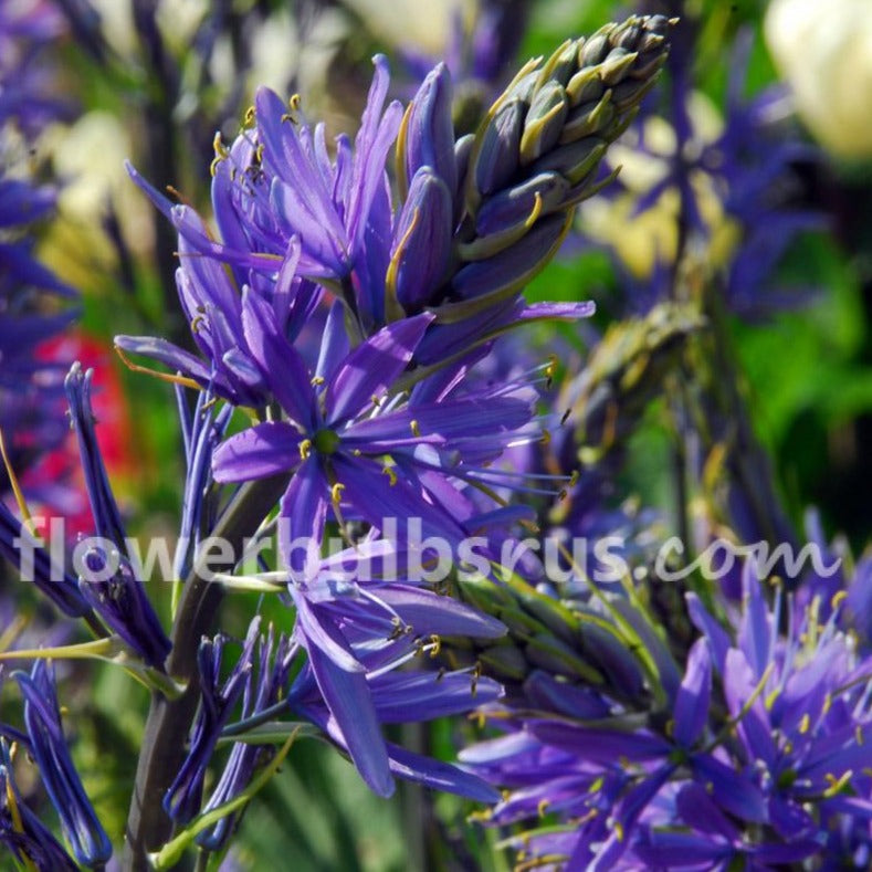 Camassia, flower bulbs