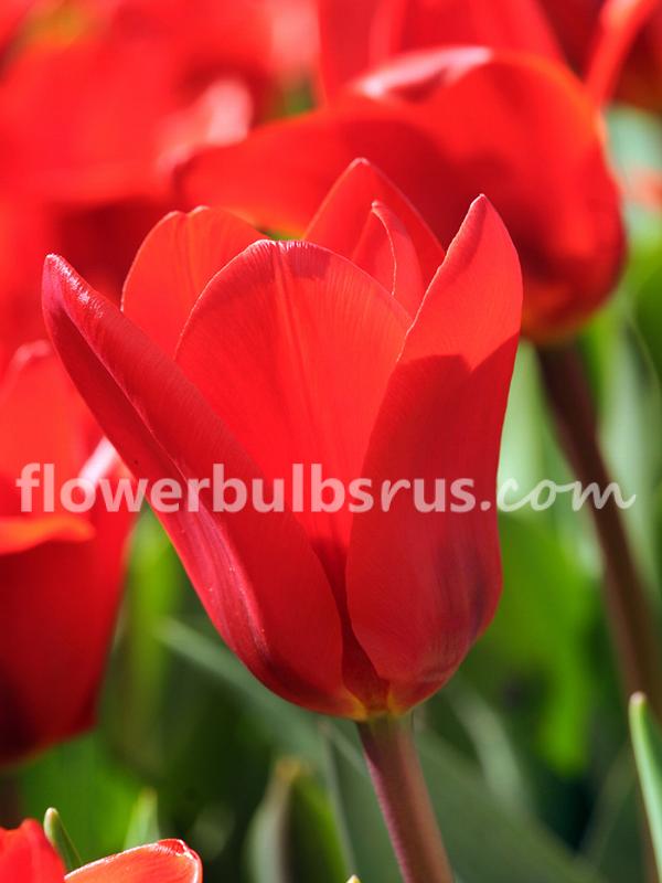 tulip, flower bulbs