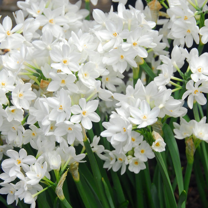 Narcissus Paperwhites (indoor) 5 bulbs per package - Flowerbulbsrus.com