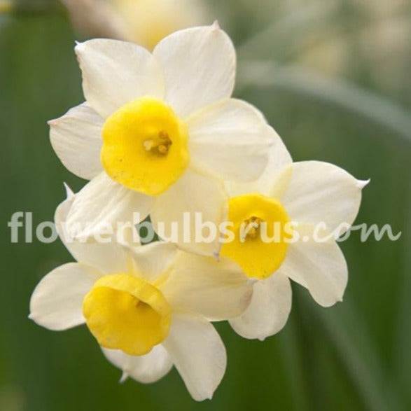 narcissus, daffodil, flower bulbs
