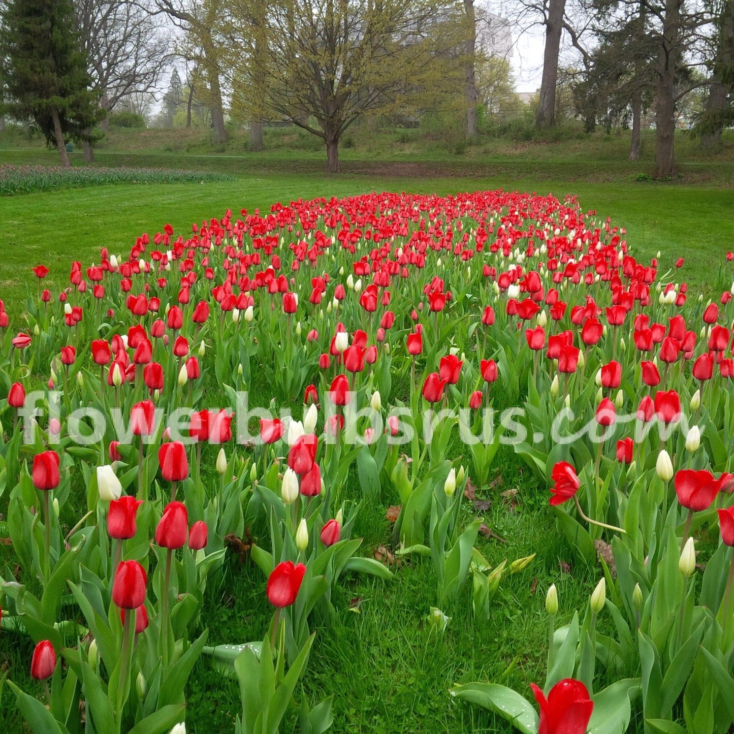Tulip Red Impression 20 per package - Flowerbulbsrus.com