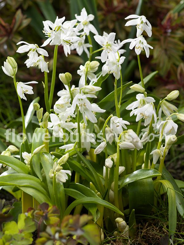Scilla siberica Alba 50 per package - Flowerbulbsrus.com