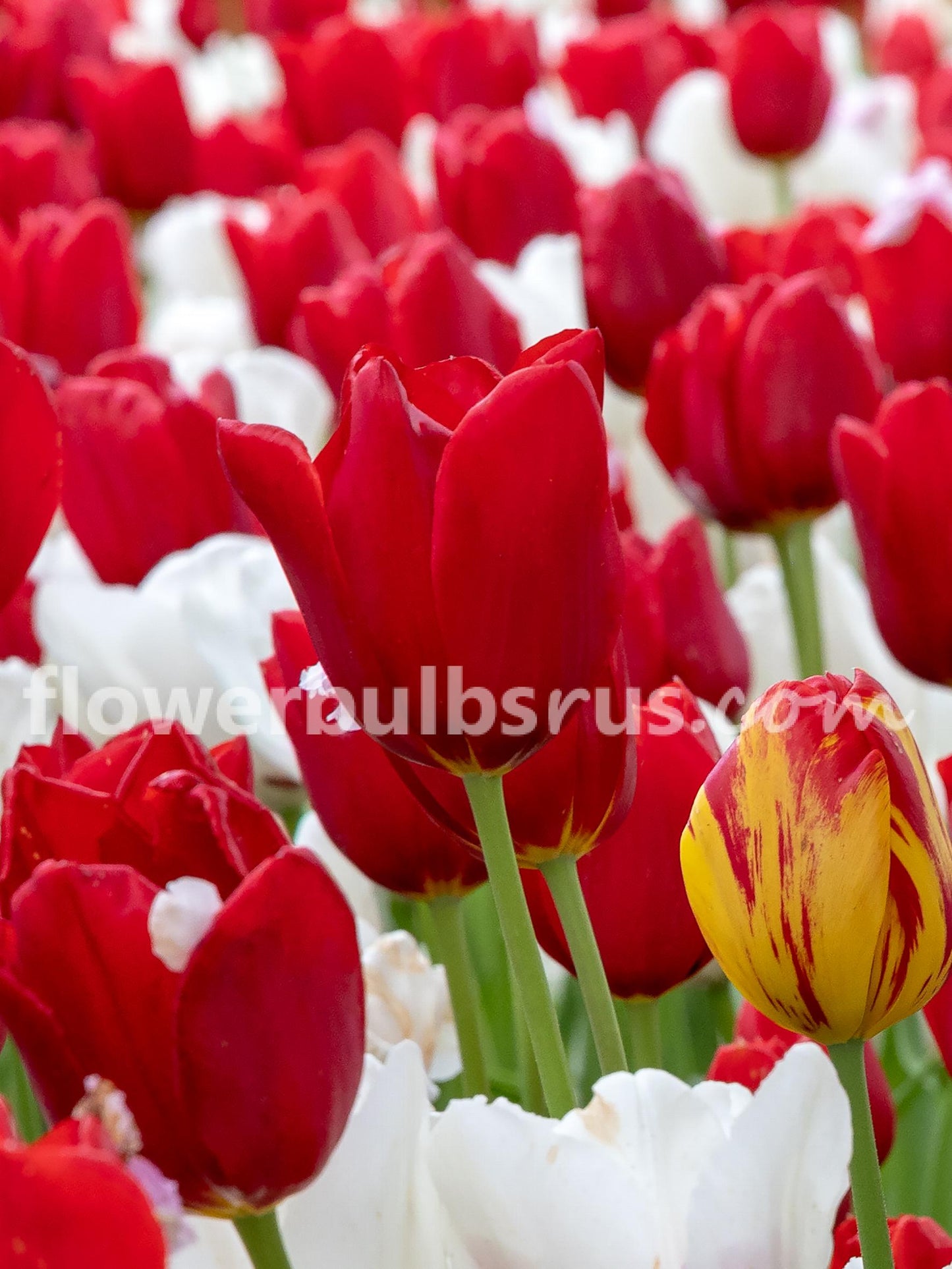 Tulip Kingsblood 20 per package - Flowerbulbsrus.com