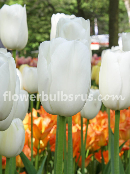 Tulip White Proud 20 per package - Flowerbulbsrus.com
