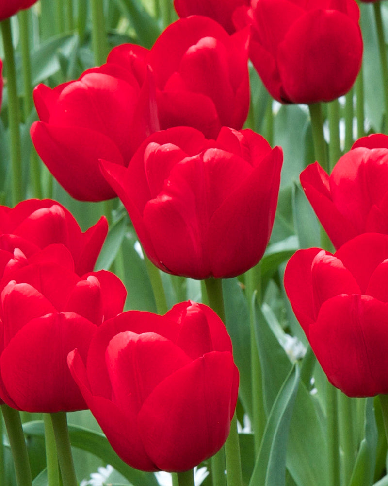 tulip, flower bulbs