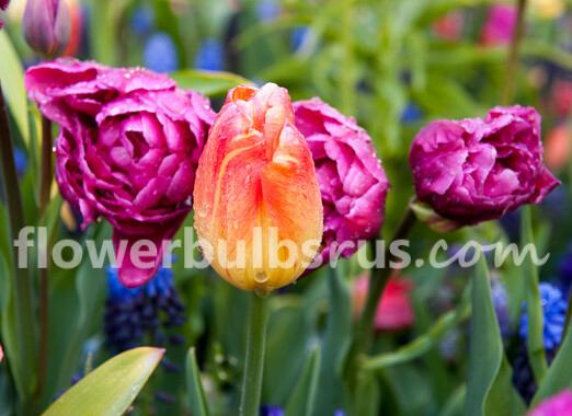 Tulip American Dream 20 per package - Flowerbulbsrus.com