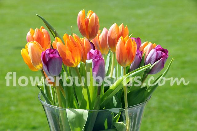 Tulip Hermitage 20 per package - Flowerbulbsrus.com