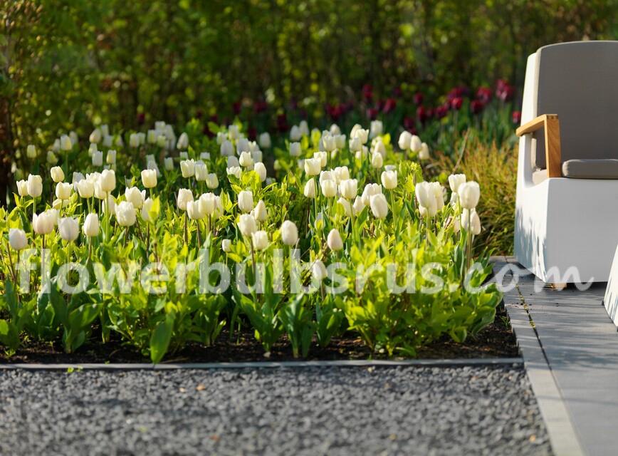 Tulip White Marvel 20 per package - Flowerbulbsrus.com