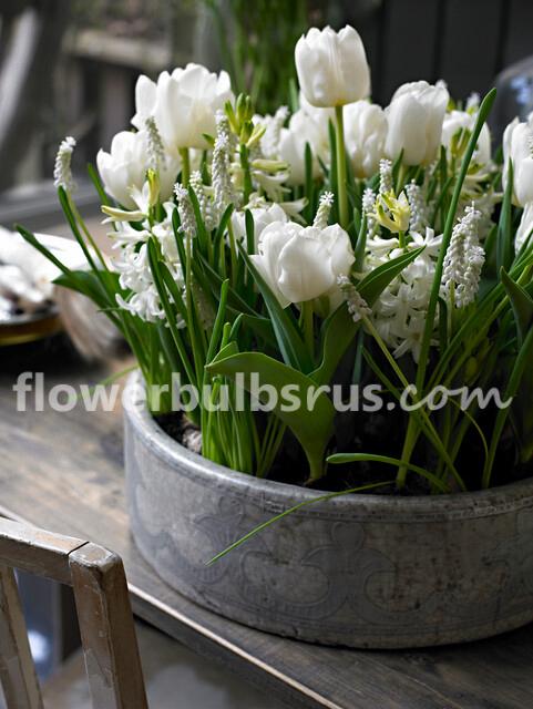 Tulip White Marvel 20 per package - Flowerbulbsrus.com
