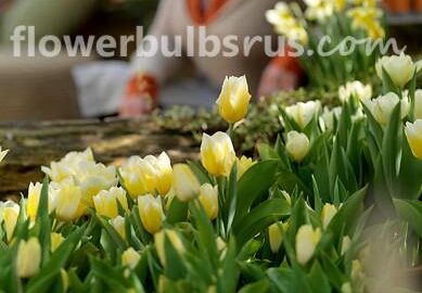 Tulip Akebono 20 per package - Flowerbulbsrus.com