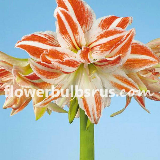 amaryllis, flower bulbs