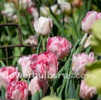 Tulip Foxtrot 20 per package - Flowerbulbsrus.com