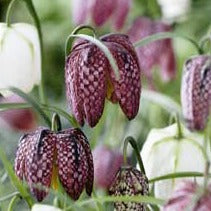fritillaria, flower bulbs