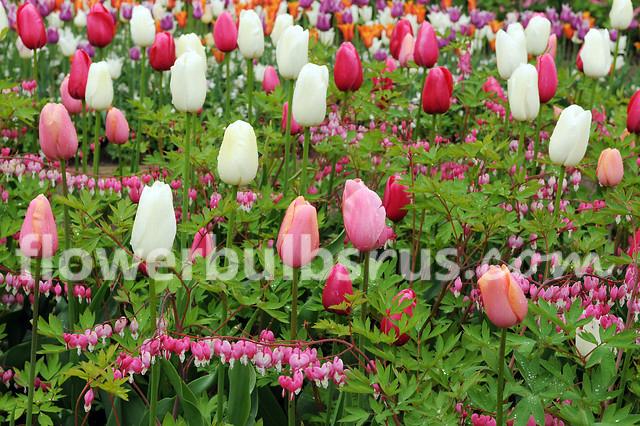 Tulip Menton 20 per package - Flowerbulbsrus.com